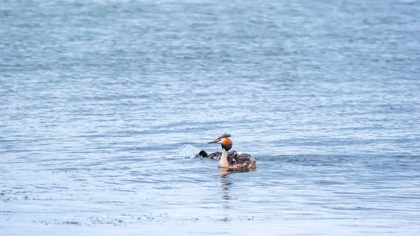 Gli Uccelli Acquatici Great Crested Grebe Nuotano Nel Lago Calmo — Foto Stock