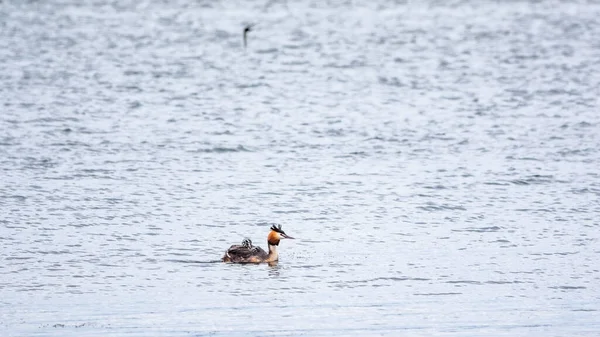 Der Wasservogel Haubentaucher Schwimmt See Und Seine Niedlichen Babys Reiten — Stockfoto