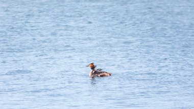 Su kuşu Great Crested Grebe sakin gölde yüzüyor. Büyük ibikli grebe, Podiceps kristali, su kuşları familyasının bir üyesidir..