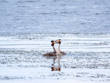 İki su kuşu çiftleşme oyunu Great Crested Grebes. İki su kuşu, Great Crested Grebes gölde yüzer. Büyük ibikli grebe, Podiceps kristali, su kuşları familyasının bir üyesidir.