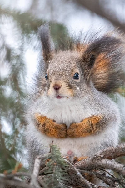 Ardilla Sienta Las Ramas Invierno Otoño Ardilla Roja Euroasiática Sciurus —  Fotos de Stock