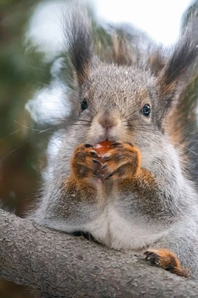冬季或秋季带有坚果的松鼠的肖像 松鼠在冬天或秋天坐在树枝上 欧亚红松鼠 粗壮的科学龙 — 图库照片