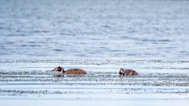 İki su kuşu, Great Crested Grebes gölde yüzer. Büyük ibikli grebe, Podiceps kristali, su kuşları familyasının bir üyesidir..