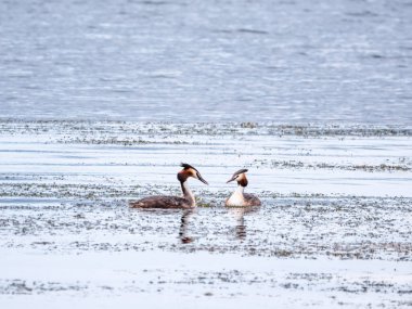 İki su kuşu çiftleşme oyunu Great Crested Grebes. İki su kuşu, Great Crested Grebes gölde yüzer. Büyük ibikli grebe, Podiceps kristali, su kuşları familyasının bir üyesidir.