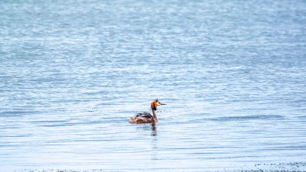 Oiseau Sauvagine Great Crested Grebe Nage Dans Lac Calme Grand — Photo