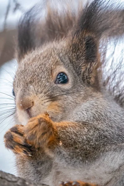 Retrato Una Ardilla Invierno Ardilla Sienta Las Ramas Invierno Otoño — Foto de Stock