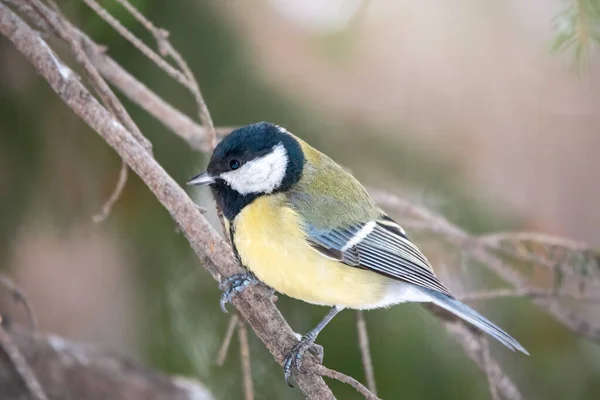 Cute bird Great tit, songbird sitting on the nice branch with beautiful autumn background. Parus major