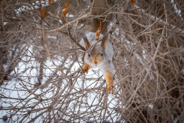 Esquilo Senta Uns Ramos Inverno Outono Esquilo Vermelho Eurasiano Sciurus — Fotografia de Stock