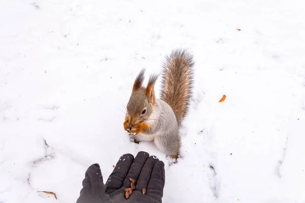 松鼠在冬天坐在雪地上 吃着一只手的坚果 松鼠从人类手里接过榛子 在雪地背景上拍摄冬季的近照 欧亚红松鼠 粗壮的科学龙 — 图库照片