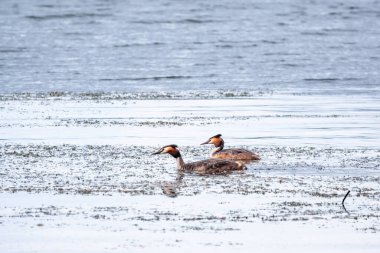 İki su kuşu, Great Crested Grebes gölde yüzer. Büyük ibikli grebe, Podiceps kristali, su kuşları familyasının bir üyesidir..