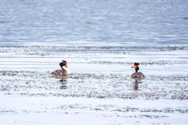 İki su kuşu çiftleşme oyunu Great Crested Grebes. İki su kuşu, Great Crested Grebes gölde yüzer. Büyük ibikli grebe, Podiceps kristali, su kuşları familyasının bir üyesidir.