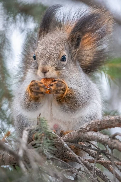 Das Eichhörnchen Mit Der Nuss Sitzt Winter Oder Herbst Auf — Stockfoto
