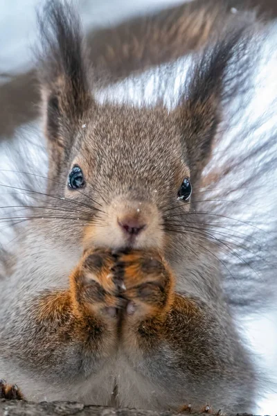 Portrait Squirrel Nut Winter Autumn Squirrel Sits Branches Winter Autumn — Stock Photo, Image