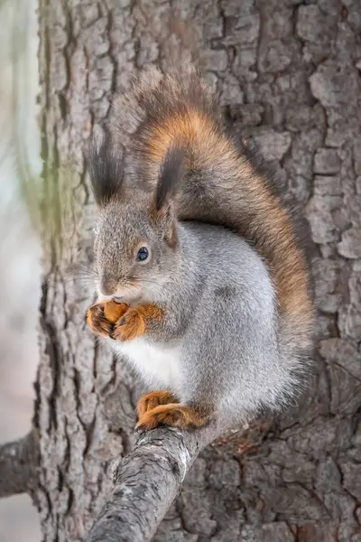 견과류가 다람쥐는 겨울이나 가을에 전나무 가지에 앉는다 유라시아붉은 다람쥐 Sciurus — 스톡 사진