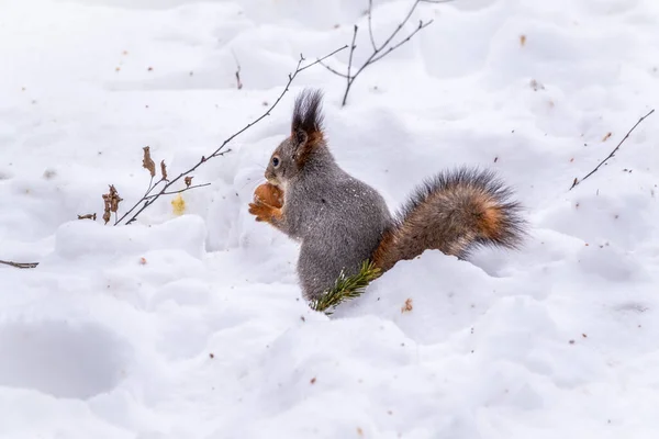 Esquilo Senta Neve Branca Com Noz Inverno Esquilo Vermelho Eurasiano — Fotografia de Stock