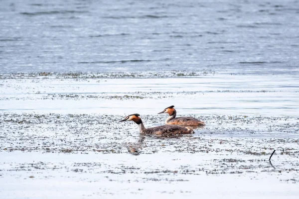 Zwei Wasservögel Haubentaucher Schwimmen See Der Haubentaucher Podiceps Cristatus Gehört — Stockfoto