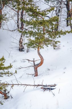 Genç çam ağaçları ve huş ağaçları kış ormanında karlar içinde. Kış Ormanı arka planı