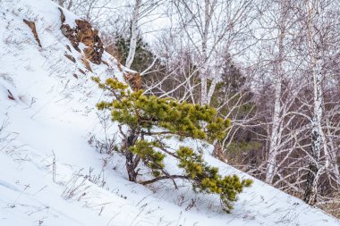 Genç çam ağaçları ve huş ağaçları kış ormanında karlar içinde. Kış Ormanı arka planı