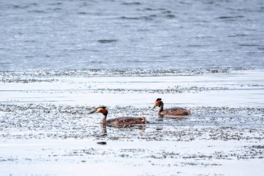 İki su kuşu, Great Crested Grebes gölde yüzer. Büyük ibikli grebe, Podiceps kristali, su kuşları familyasının bir üyesidir..