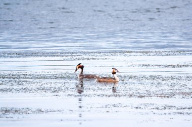 İki su kuşu çiftleşme oyunu Great Crested Grebes. İki su kuşu, Great Crested Grebes gölde yüzer. Büyük ibikli grebe, Podiceps kristali, su kuşları familyasının bir üyesidir.