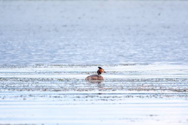 Su kuşu Great Crested Grebe sakin gölde yüzüyor. Büyük ibikli grebe, Podiceps kristali, su kuşları familyasının bir üyesidir..