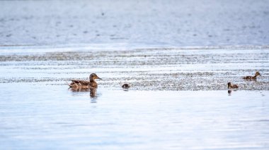 Gölde yüzen küçük ördek yavrularıyla ördek. Mallard ördeği ve yavru ördekler