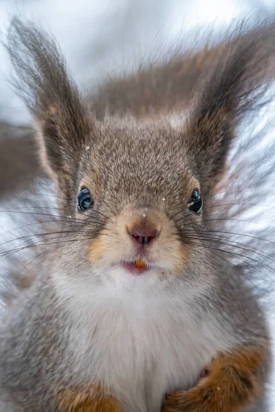 Porträt Eines Eichhörnchens Winter Oder Herbst Das Eichhörnchen Sitzt Winter — Stockfoto