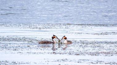 İki su kuşu çiftleşme oyunu Great Crested Grebes. İki su kuşu, Great Crested Grebes gölde yüzer. Büyük ibikli grebe, Podiceps kristali, su kuşları familyasının bir üyesidir.