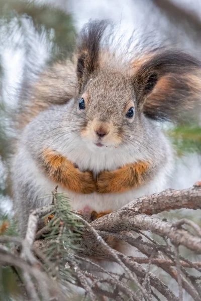 Eekhoorn Zit Winter Herfst Een Tak Euraziatische Rode Eekhoorn Sciurus — Stockfoto