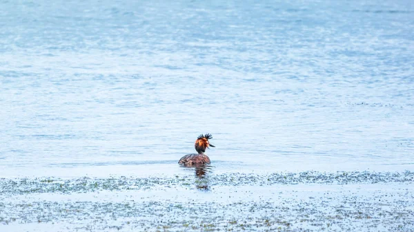 Oiseau Sauvagine Great Crested Grebe Nage Dans Lac Calme Grand — Photo
