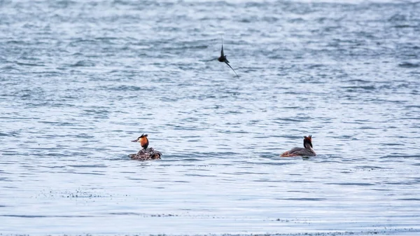 Due Uccelli Acquatici Great Crested Grebes Nuotano Nel Lago Grande — Foto Stock