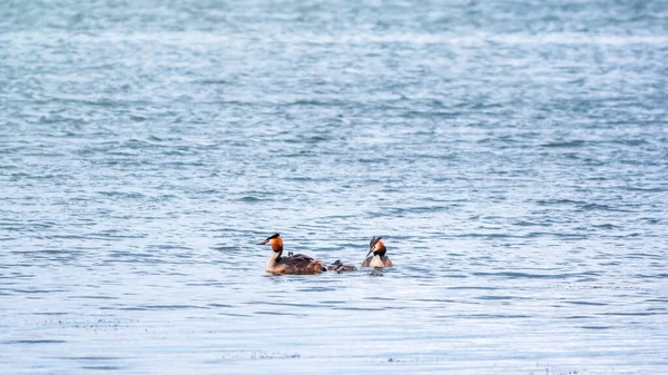 Par Aves Aquáticas Grande Grebe Crista Com Pintos Nadando Lago — Fotografia de Stock