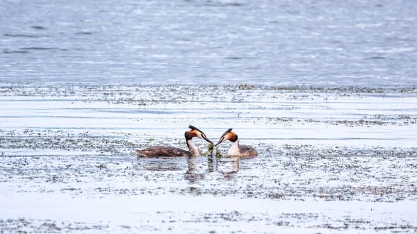 Ігри Двох Водоплавних Птахів Great Crested Grebes Два Водоплавних Птахи — стокове фото