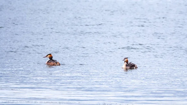 Due Splendidi Adulti Grande Crestato Grebe Podiceps Cristatus Nuotare Nel — Foto Stock