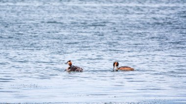 Bir çift su kuşu, büyük bir ibikli kuş yavrusu, gölde yüzüyor. Büyük ibikli grebe, Podiceps kristali, su kuşları familyasının bir üyesidir..