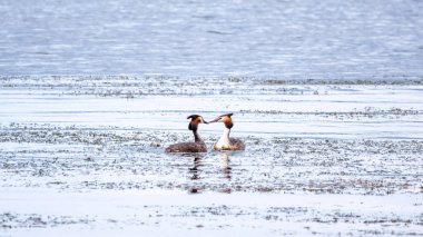İki su kuşu çiftleşme oyunu Great Crested Grebes. İki su kuşu, Great Crested Grebes gölde yüzer. Büyük ibikli grebe, Podiceps kristali, su kuşları familyasının bir üyesidir.