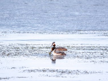 İki su kuşu çiftleşme oyunu Great Crested Grebes. İki su kuşu, Great Crested Grebes gölde yüzer. Büyük ibikli grebe, Podiceps kristali, su kuşları familyasının bir üyesidir.