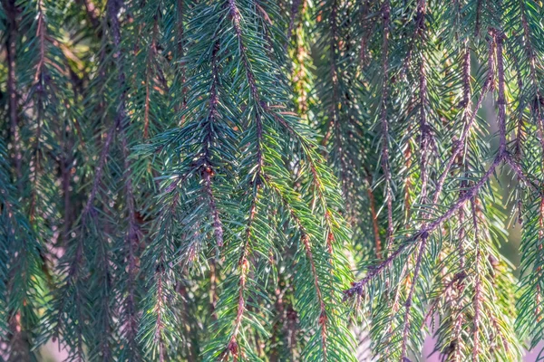 초록의 파라오가 석양에 바늘을 가지를 뻗습니다 광선에 가지를 — 스톡 사진