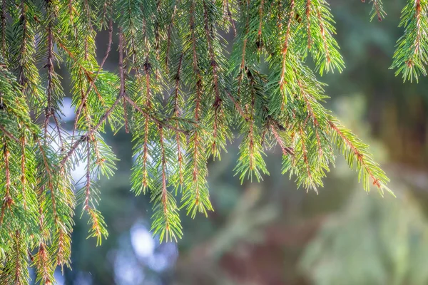 초록의 파라오가 석양에 바늘을 가지를 뻗습니다 광선에 가지를 — 스톡 사진