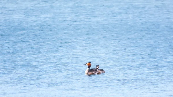 Der Wasservögel Haubentaucher Schwimmt Ruhigen See Der Haubentaucher Podiceps Cristatus — Stockfoto