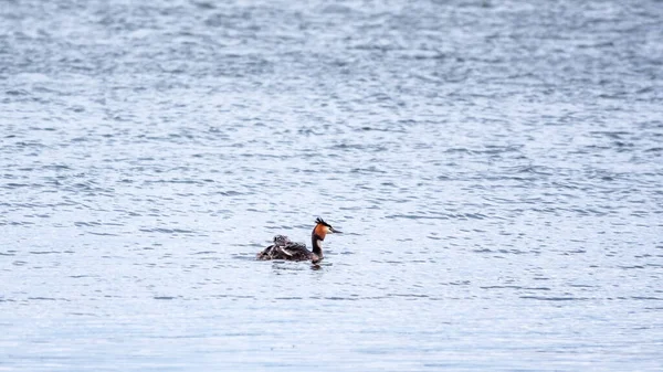 Der Wasservogel Haubentaucher Schwimmt See Und Seine Niedlichen Babys Reiten — Stockfoto