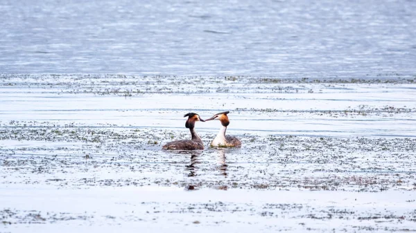 İki su kuşu çiftleşme oyunu Great Crested Grebes. İki su kuşu, Great Crested Grebes gölde yüzer. Büyük ibikli grebe, Podiceps kristali, su kuşları familyasının bir üyesidir.