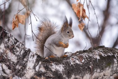 Kışın sincap bir huş ağacının gövdesinde oturur. Avrasya kızıl sincabı, Sciurus vulgaris, kışın karla kaplı bagajda oturuyor..