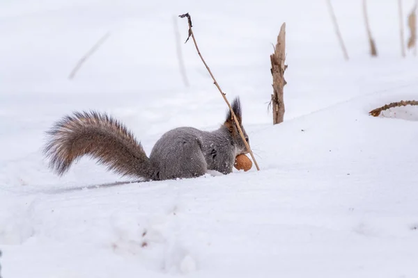 Eekhoorn Verstopt Noten Witte Sneeuw Euraziatische Rode Eekhoorn Sciurus Vulgaris — Stockfoto