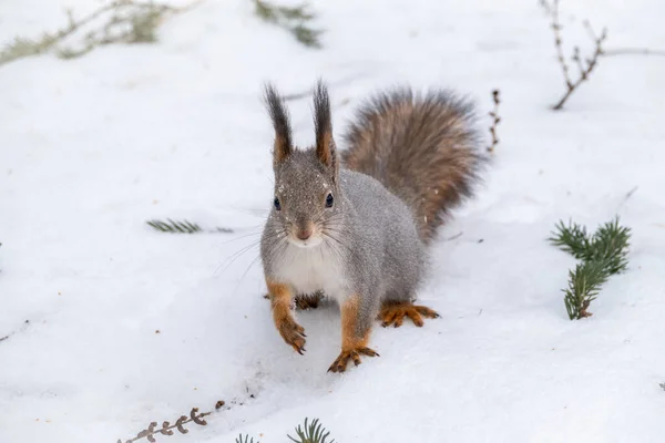 Ardilla Sienta Sobre Nieve Blanca Retrato Una Ardilla Ardilla Roja — Foto de Stock