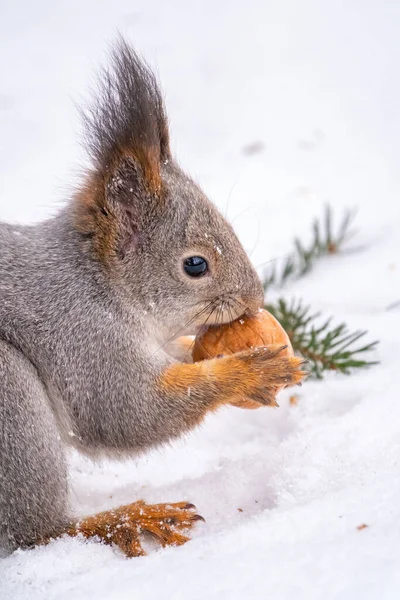 Squirrel Sits White Snow Nut Winter Eurasian Red Squirrel Sciurus — Stock Photo, Image