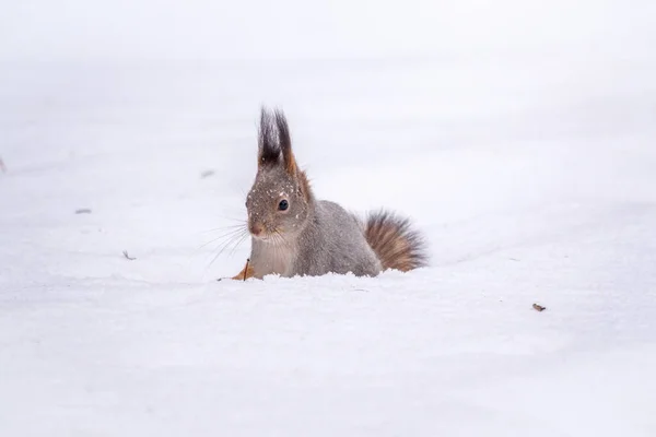 Ardilla Sienta Sobre Nieve Blanca Retrato Una Ardilla Ardilla Roja — Foto de Stock