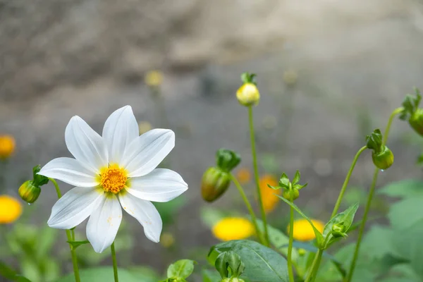 Beautiful white Cosmos flower on gray blurred background. White flower Cosmos bipinnatus, commonly called the garden cosmos or Mexican aster.