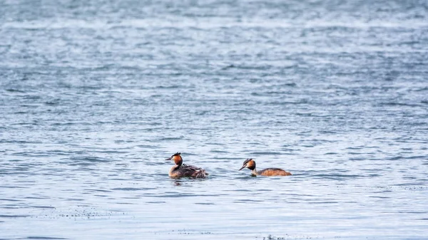 A pair of waterfowl birds, great crested grebe with chicks, swimming in the lake. The great crested grebe, Podiceps cristatus, is a member of the grebe family of water birds.