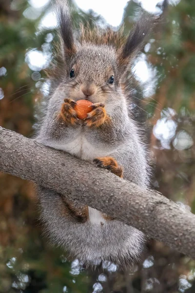在冬季或秋季 有坚果的松鼠坐在冷杉树枝上 欧亚红松鼠 粗壮的科学龙 — 图库照片